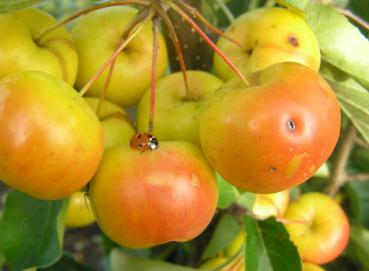 Zierapfel Butterball - gelbe Früchte mit roten Wangen