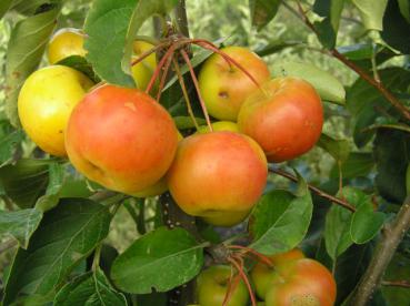 Malus Butterball - gelb-rot leuchtende Zieräpfel