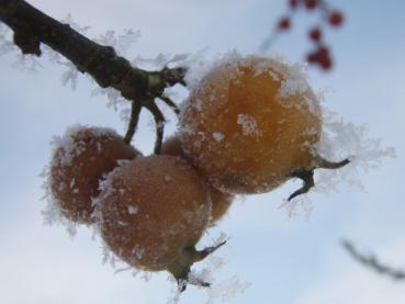 Die Äpfel der Sorte Butterball haften bis zum Winter am Trieb