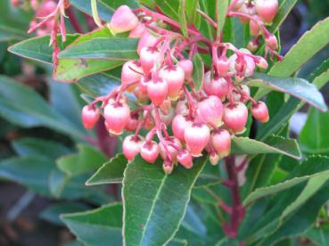 Rotblühender Erdbeerbaum - Arbutus unedo Rubra