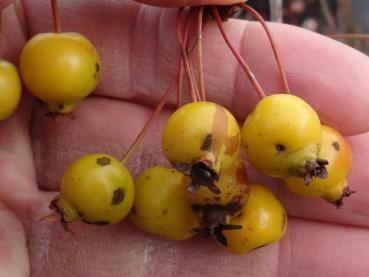 Malus Crimson Brilliant