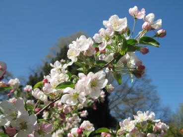 Zierapfel Evereste - weiße bis zartrosa Blüten