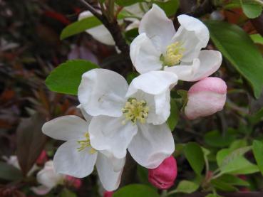 Zartrosa Blüten und Knospen von Malus Evereste