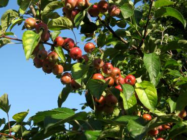 Der Zierapfel Evereste trägt zahlreich kleine rote Äpfelchen.