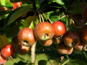 Rote-orange gezeichnete Äpfel beim Zierapfel Evereste