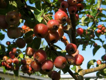 Rote Äpfelchen zieren den Zierapfel Evereste im Herbst.