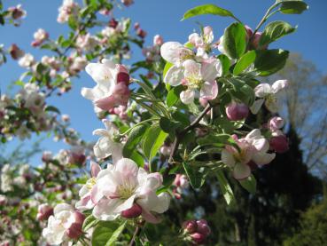 Weiße Apfelblüte im April - Zierapfel Evereste