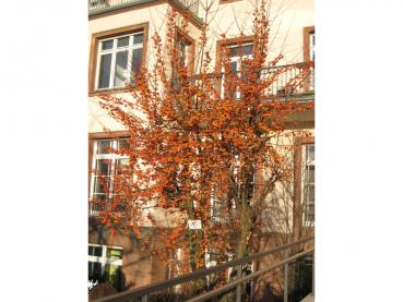 Zierapfel Evereste mit orangeroten Fruchtschmuck im Winter