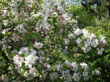 Ein weißrosa Blütenmeer - der Zierapfel Evereste