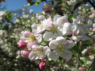 Der Zierapfel Evereste ist ein guter Pollenspender.