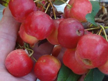 Malus Evereste Früchte im September