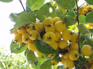 Zierapfel Golden Hornet - leuchtend gelbe Früchte
