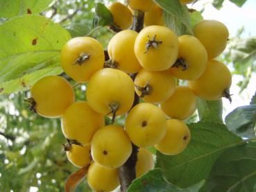 Gelbe Zieräpfel des Malus Golden Hornet