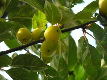 Zierapfel Golden Hornet - noch unreife Früchte