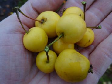 Zierapfel Golden Hornet - gelbe Äpfelchen
