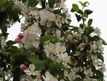 Blütenpracht von Malus Golden Hornet