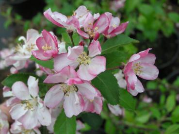 Zierapfel Hillieri mit rosa Blütenflor