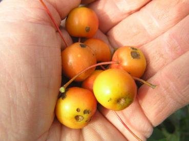 Zierapfel Hillieri bildet orange-gelbe Früchte