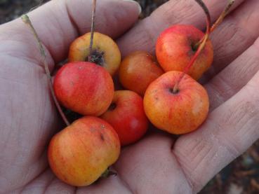 Früchte vom Zierapfel John Downie (Malus John Downie)