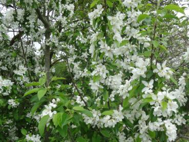 Üppige weiße Blüte beim Zierapfel John Downie