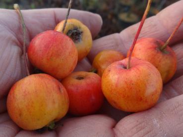 Die großen orangen Früchte der Zierapfelsorte John Downie