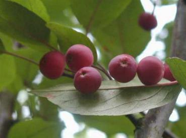 Zierapfel Liset - rote Früchte