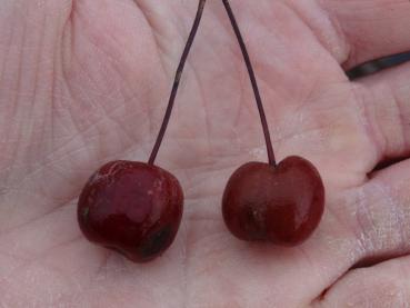 Die Früchte vom Zierapfel Liset