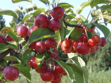 Malus Red Sentinel - Zierapfel Red Sentinel