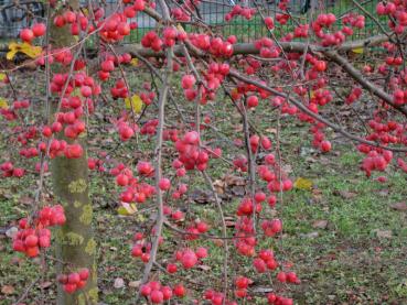 Die roten Äpfel des Zierapfels Red Sentinel haften noch im Winter an den Trieben.