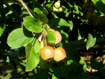 Zierapfel Red Sentinel - unreife Früchte im Spätsommer