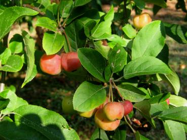 Hellgrünes Laub und rote Früchte - Zierapfel Red Sentinel