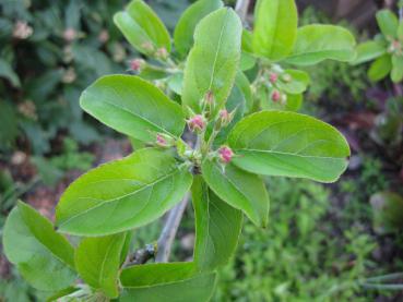 Knospen des Zierapfels Red Sentinel