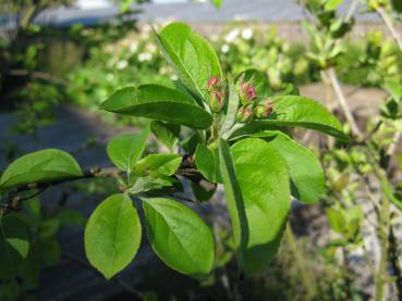 Der Zierapfel Red Sentinel - rosa Knospen Anfang Mai