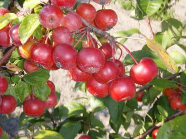 Rot leuchten die Früchte des Malus Red Sentinel.