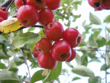 Zierapfel Red Sentinel - rote Früchte Nahaufnahme