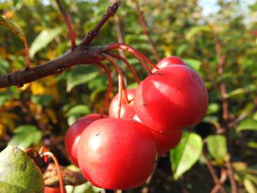 Malus Red Sentinel - rote, kirschgroße Zieräpfel