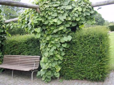 Amerikanische Pfeifenwinde - Aristolochia macrophylla (A. durior)