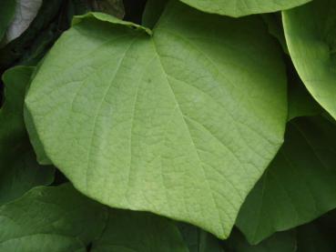 Blatt von Aristolochia durior