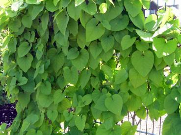 Aristolochia durior, die Pfeifenwinde