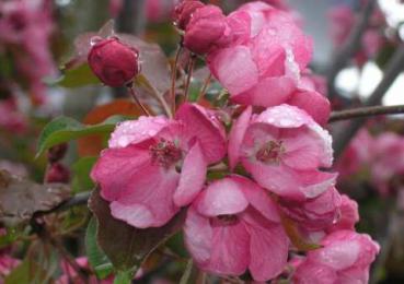 Zierapfel Rudolph - Malus Rudolph