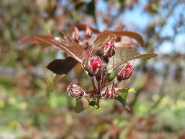 Zierapfel Rudolph - rosarote Knospen