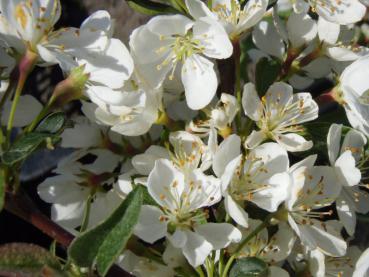 Zierapfel Tina - Malus Tina