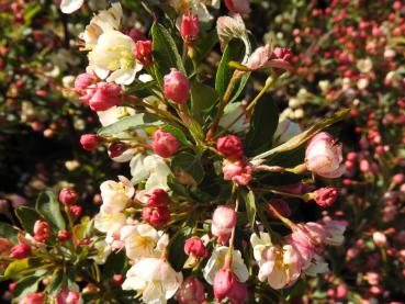 Rosa Knospen des Malus Tina