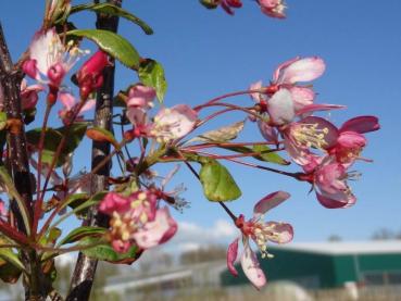 Rosa Blüte von Malus floribunda