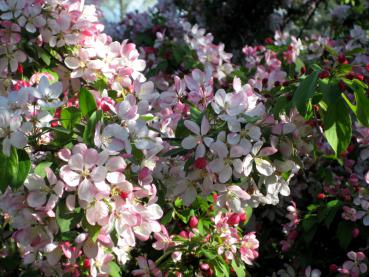 Üppige rosa Blüte im Mai: Malus floribunda