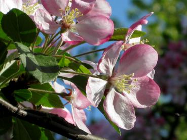 Zartrosa gezeichnete Blüte des Vielblütigen Zierapfels