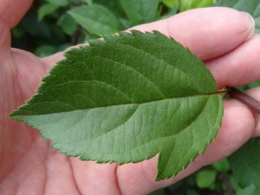 Typisches Blatt vom Malus floribunda