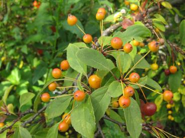 Gelb-rote Früchte des vielblütigen Zierapfel