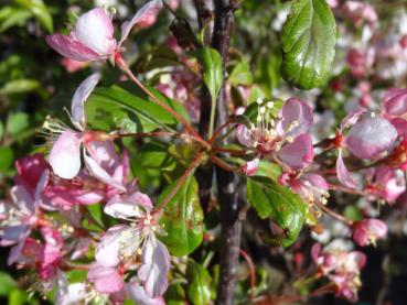 Rosa Blütenfülle vom Zierapfel floribunda