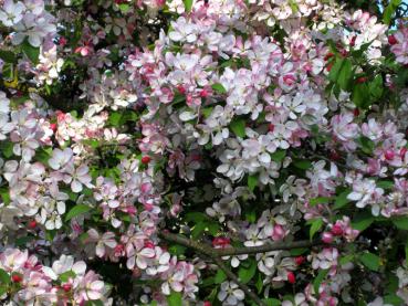 Reiche Blüte beim Japanischen Blütenapfel